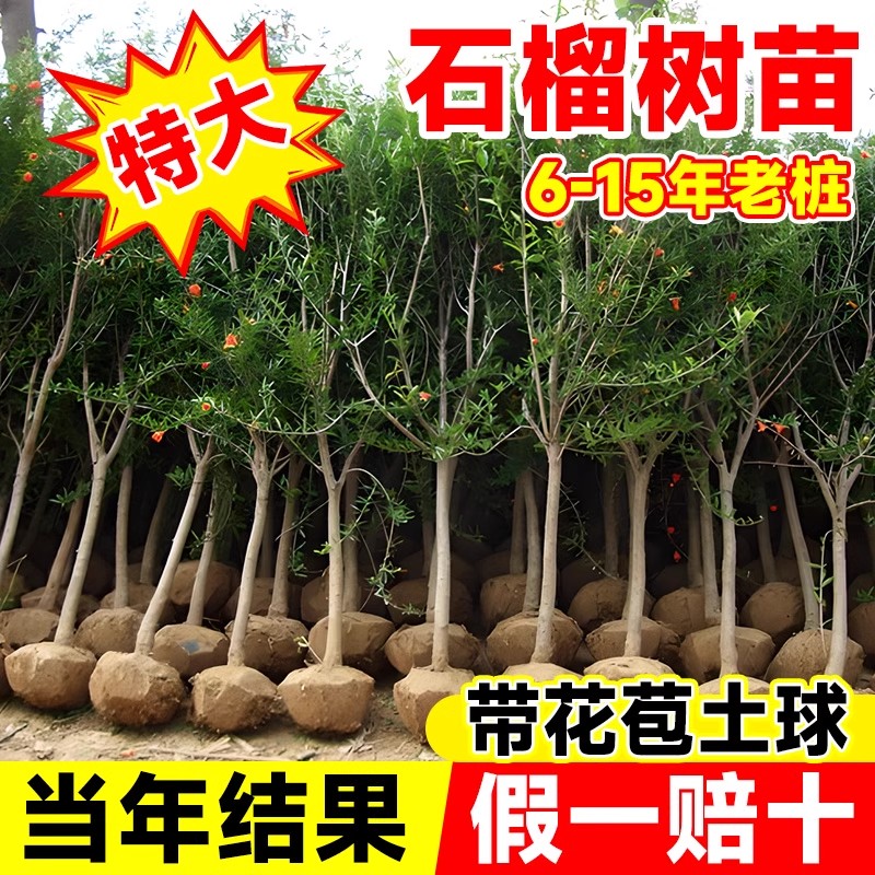 特大石榴树树苗突尼斯软籽无籽蒙阳红石榴盆栽庭院带土果苗水果树