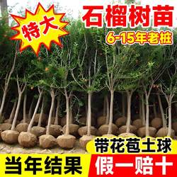 特大石榴树树苗突尼斯软籽无籽蒙阳红石榴盆栽庭院带土果苗水果树