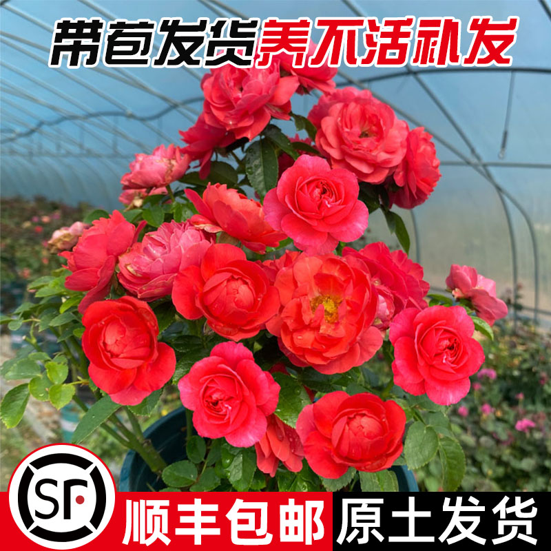 红色果汁阳台月季花苗盆栽微月四季庭院大花玫瑰香奈儿月季丰花型