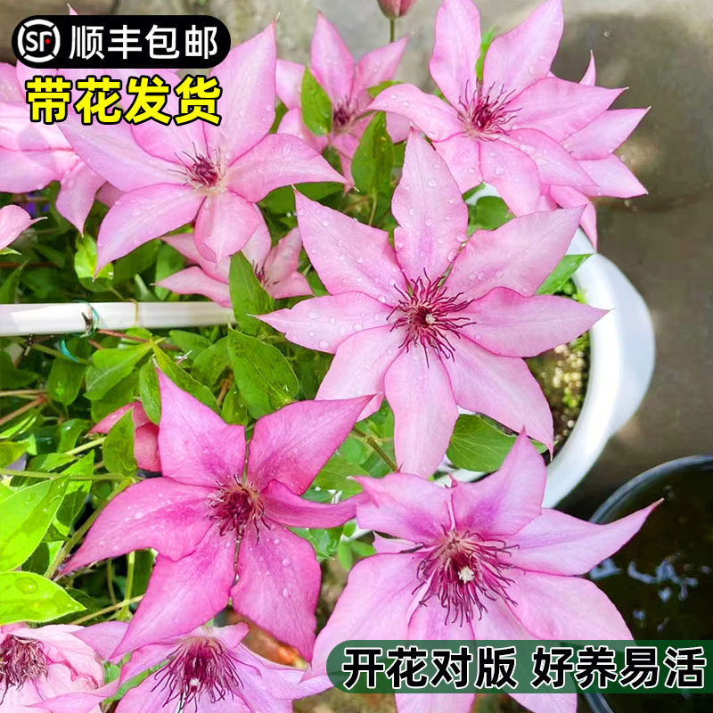 楼兰铁线莲花小苗盆栽早花大花阳台垂吊花卉爬墙藤本易活绿植物