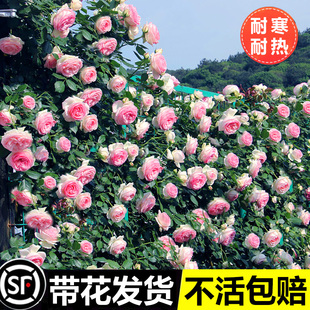 1米6大苗藤本月季 开花卉盆栽玫瑰花蔷薇花苗 花苗庭院爬藤植物四季