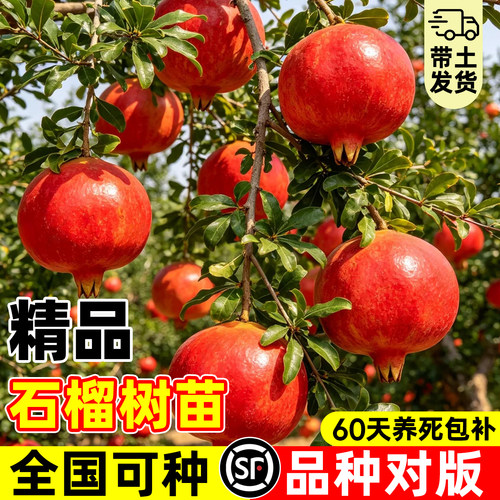 正宗突尼斯软籽石榴树苗当年结果