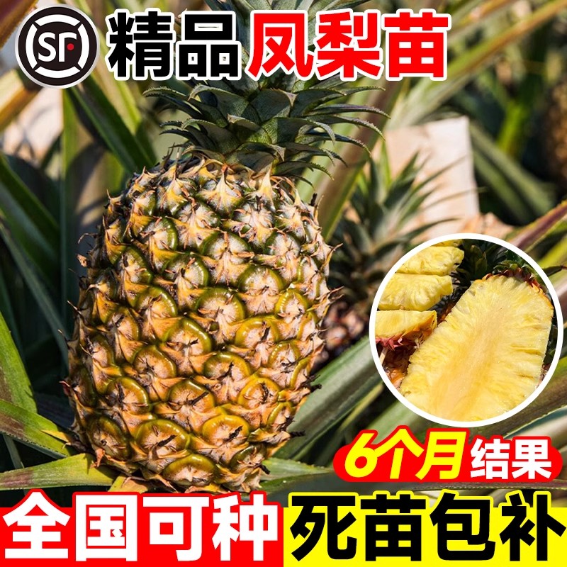 正宗金钻凤梨苗带根带叶阳台庭院盆栽地栽西瓜凤梨芒果菠萝果树苗图片