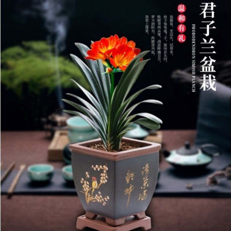 绿植君子兰盆栽高级花卉植物四季常青带花苞大苗当年开花室内好养