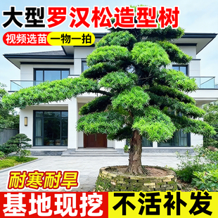 大型罗汉松造型树室外庭院地盆栽小叶雀舌罗汉松盆景耐寒耐旱大树