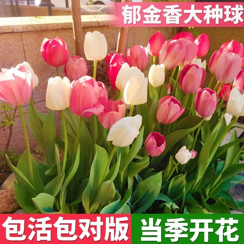 郁金香成品苗花苗带花苞郁净香种球室内外盆栽水培土培花卉鲜花苗,鲜花速递/花卉仿真/绿植园艺,种球/裸根,淘宝优惠券,粉丝福利购,淘宝优惠卷