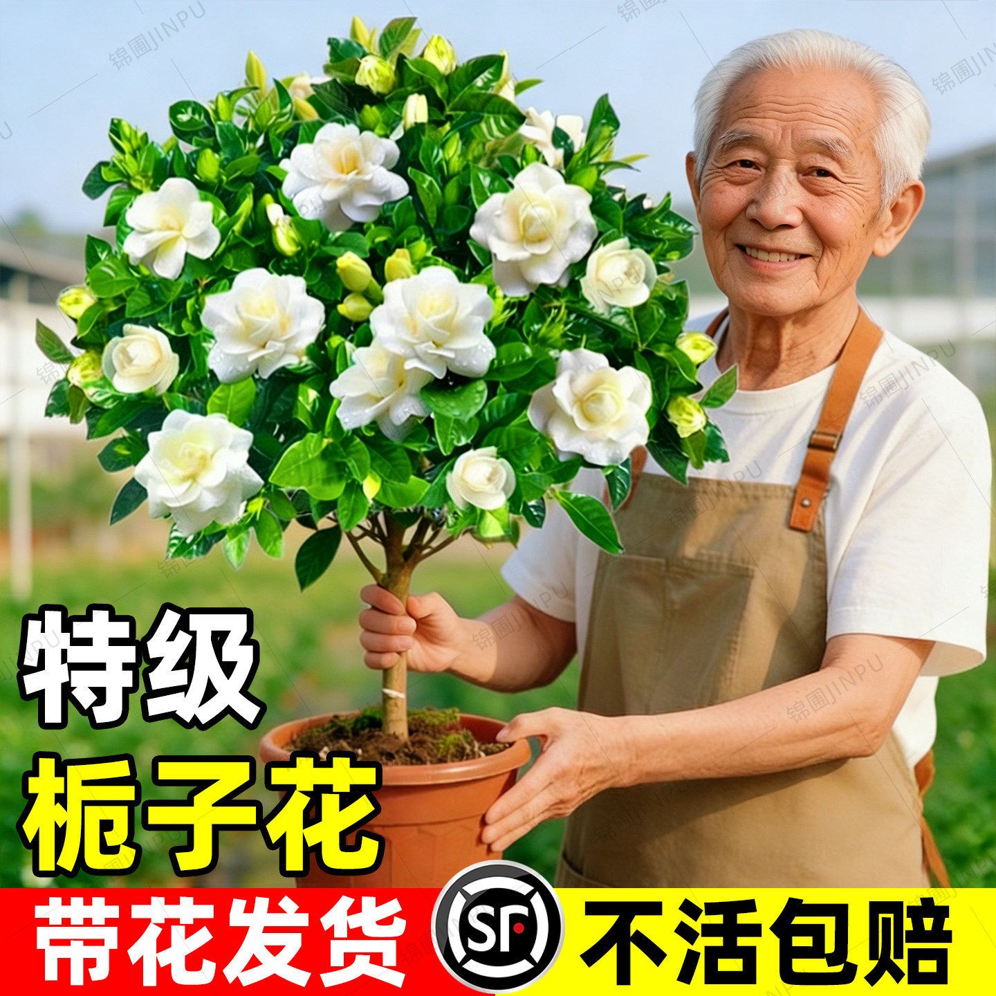 独杆棒棒糖栀子花盆栽带花苞大叶老桩桅子树苗牡丹多季开花卉植物