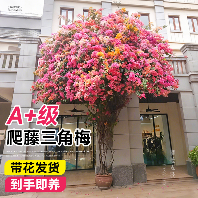 特大三角梅爬藤四季植物盆栽带花耐寒母系重瓣花卉阳台室内外绿植,鲜花速递/花卉仿真/绿植园艺,时令草本花卉,淘宝优惠券,粉丝福利购,淘宝优惠卷