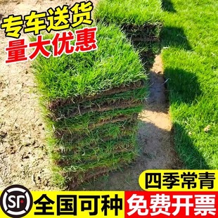 草皮真草坪四季青带泥土果岭草台湾草马尼拉草皮带土别墅花园绿化