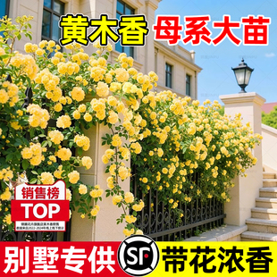 黄木香花苗母系大苗四季花卉树苗重瓣白红木香花苗别墅庭院大盆栽