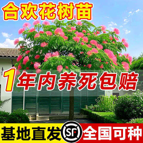 合欢花树苗绒花树种植耐热别墅庭院行道风景树木工程绿化乔木植物