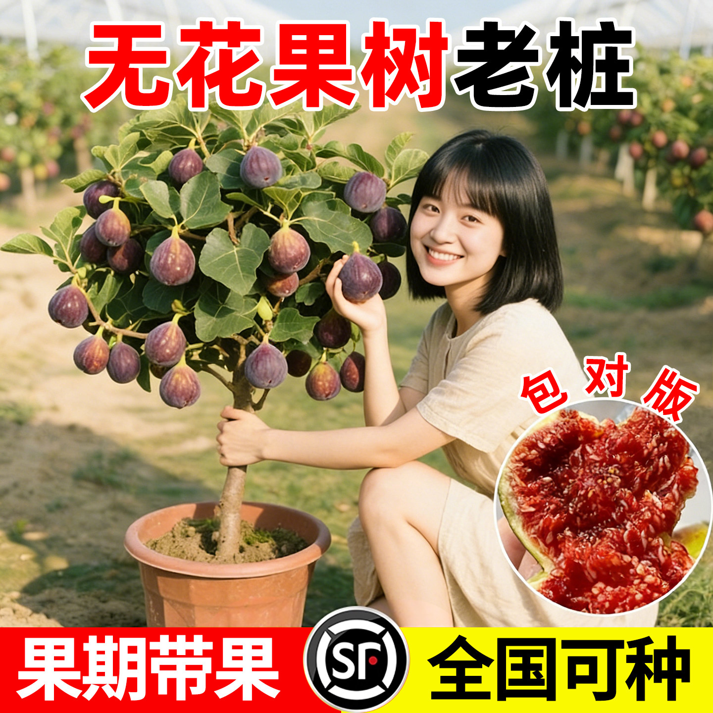 【爆品回购第一名10万+】无花果图片