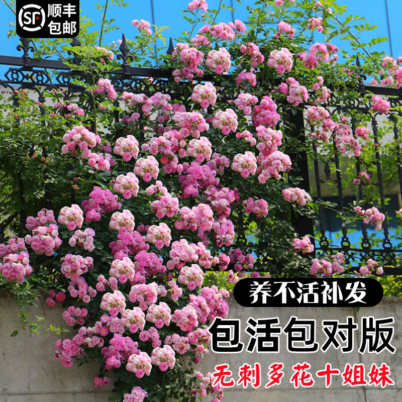 无刺多花十姐妹爬藤蔷薇七姐妹花苗庭院深粉多花浓香型四季开花