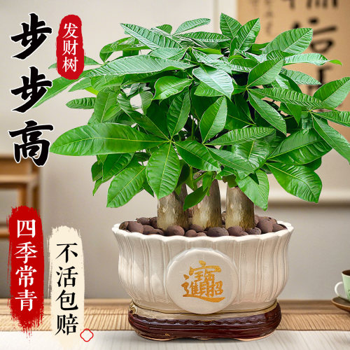 发财树小盆栽客厅盆景办公室内桌面旺宅绿植开 业送礼四季常青好