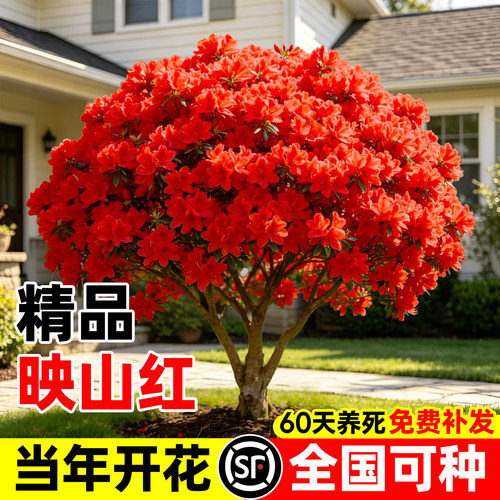 【平台推荐】精品映山红