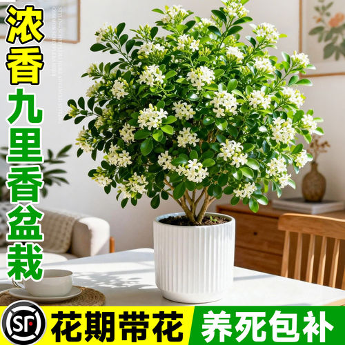 【爆款热销10万+】九里香盆栽