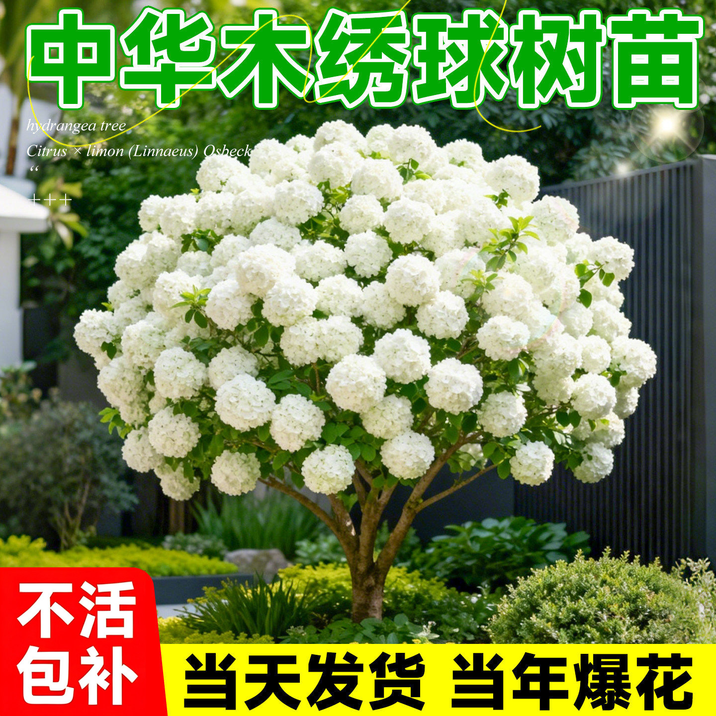 【热销榜top】中华木绣球图片