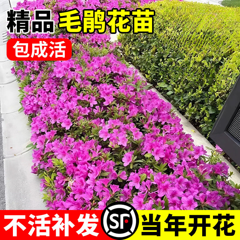 毛杜鹃夏娟毛鹃花苗工程绿化苗图片