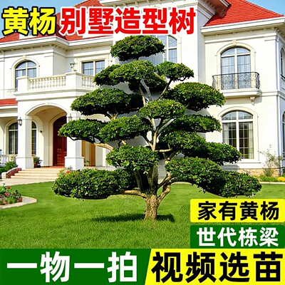 【热销榜top产品】黄杨造型树