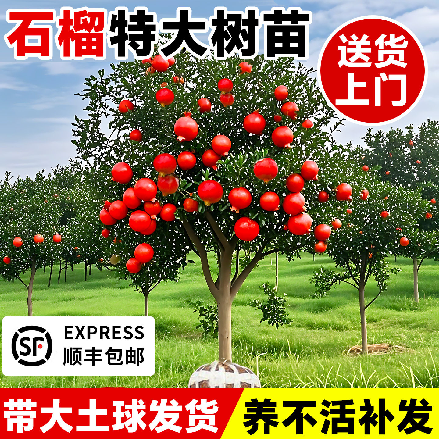 特大石榴树软籽突尼斯黑籽甜石榴苗果树果苗庭院四季盆栽地栽无籽,鲜花速递/花卉仿真/绿植园艺,果树,淘宝优惠券,粉丝福利购,淘宝优惠卷