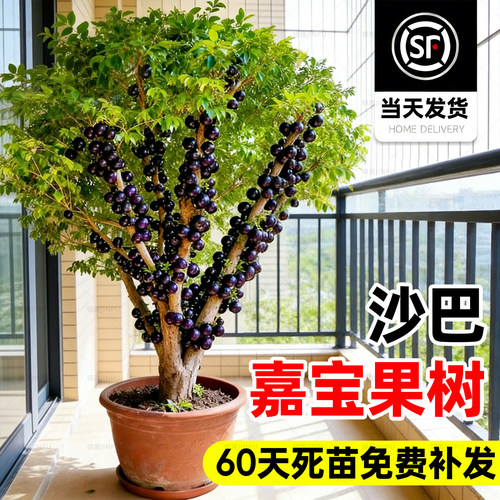 【热销榜top产品】嘉宝果树苗