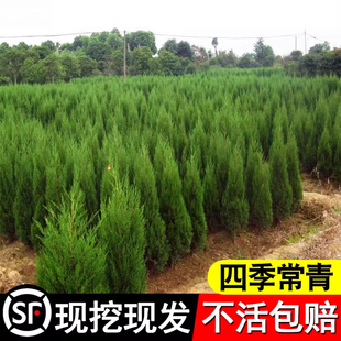 柏树树苗清明坟地墓地耐寒四季常青地栽大树松柏树苗侧柏松蜀桧苗