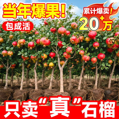 正宗石榴树树苗盆栽带果