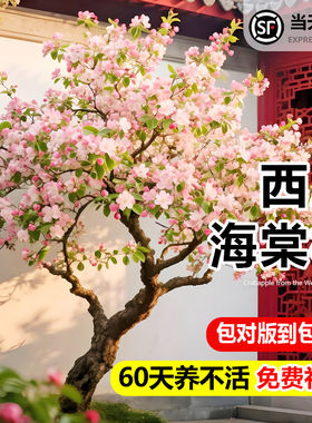 【回购榜top】精选西府海棠树苗