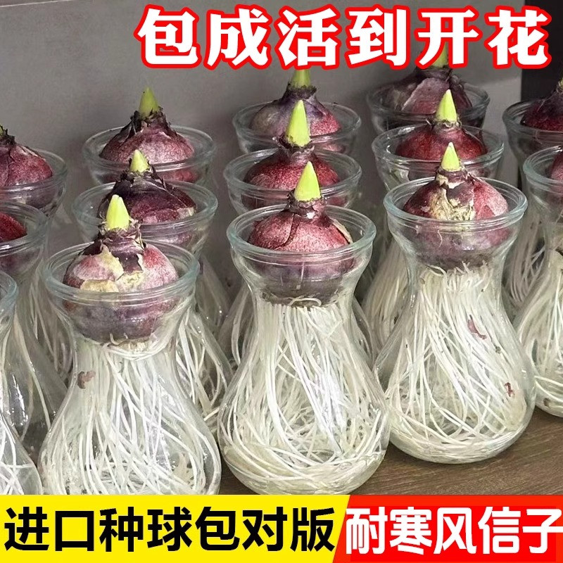 风信子种球水培套装荷兰进口四季水养花卉植物土培盆栽郁金香种子