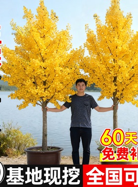 银杏树苗盆栽早金绿叶庭院别墅风景大型绿化树木白果小南北可种植