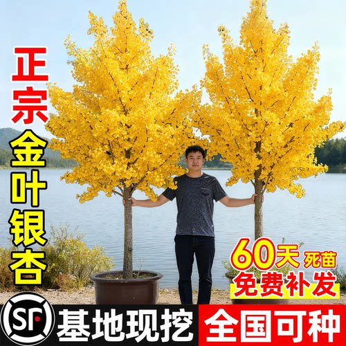 【平台推荐诚信卖家】银杏树苗