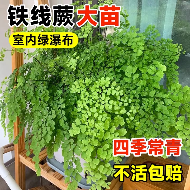 盆栽净化空气好养活铁线蕨客厅