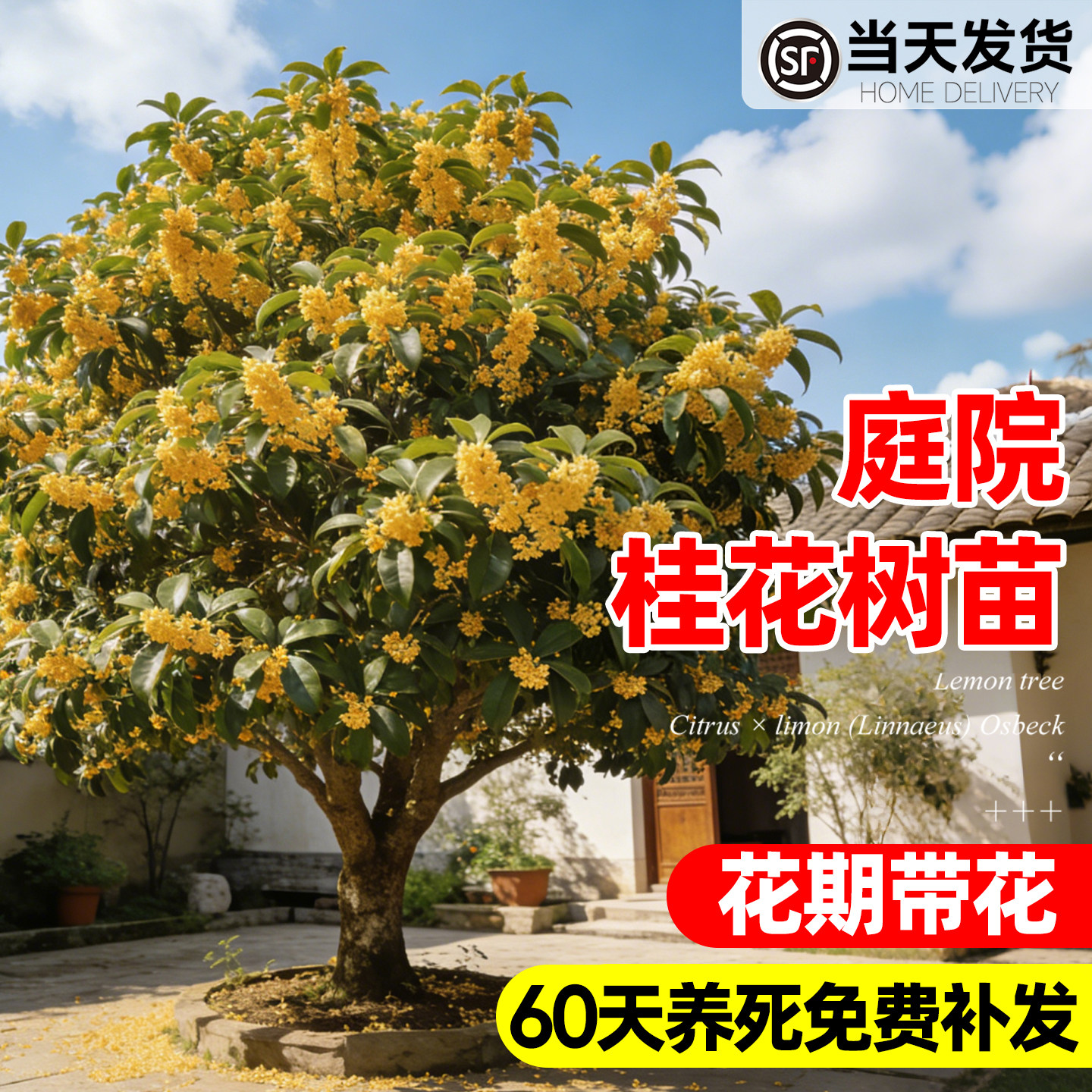 【热销第一名10万+】桂花树苗