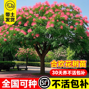 合欢花树苗绒花树南北方种植耐寒旱庭院风景树木工程绿化大树植物