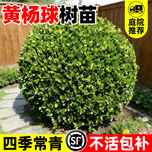 【热销榜top产品】黄杨球