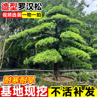 罗汉松庭院造型树老桩盆景小叶雀舌别墅地栽造景大树苗名贵绿化苗