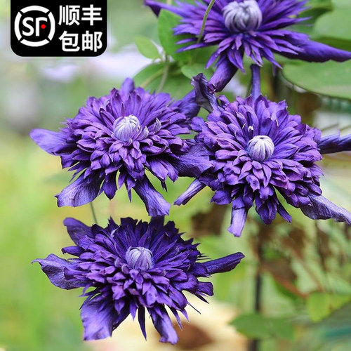 九重爬藤植物阳台铁线莲