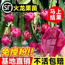 结果南北方种植白心黄金燕窝红心火龙果苗树 火龙果树果苗盆栽四季