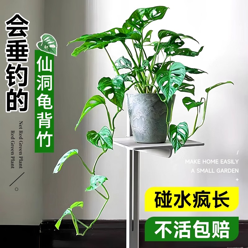 仙洞龟背竹盆栽水培爬藤植物室内好养观叶垂吊绿植适合懒人养的花