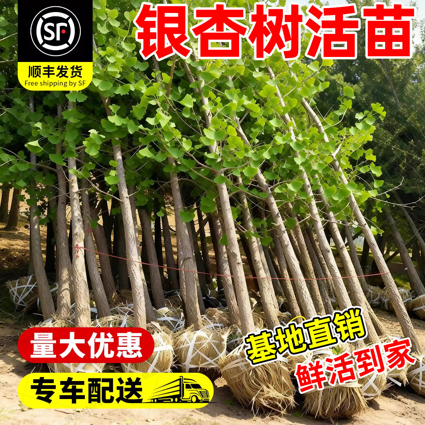 银杏树活苗带土金叶白果大树庭院别墅地栽盆栽园林绿化工程行道树 - 实物图