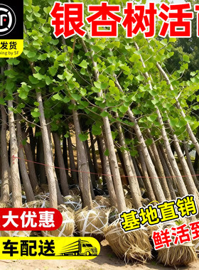 【回购榜top产品】银杏树苗