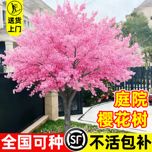 特大日本樱花树苗庭院绿化工程风景树花卉植物南北方室外耐寒种植