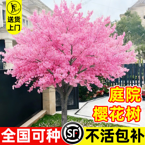 【爆款热销10万+】樱花树苗带花