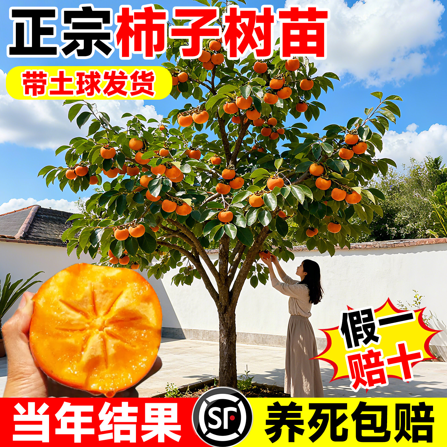 柿子树苗庭院果树特大号