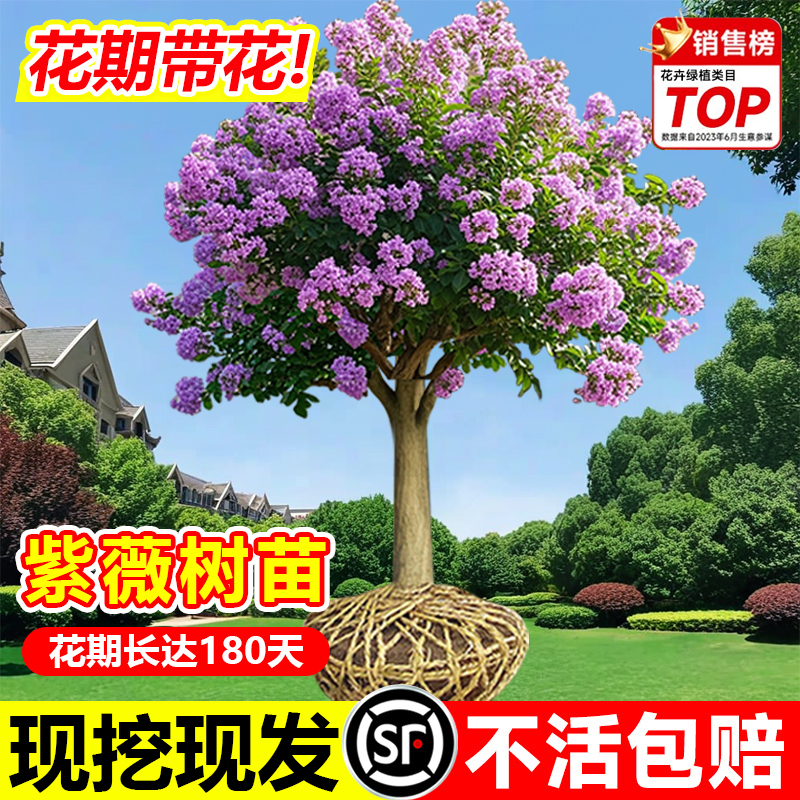 红火箭紫薇树苗工程绿化造景