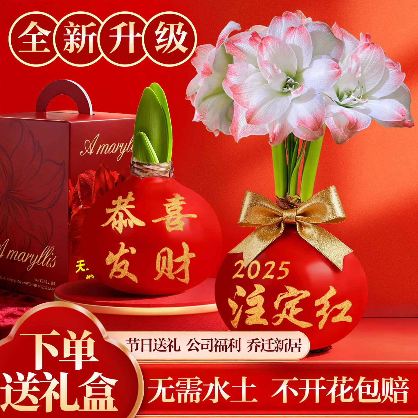 蜡封进口朱顶红重瓣带花苞大蜡球