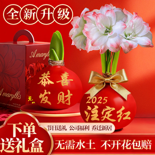 蜡封朱顶红带花苞进口重瓣封蜡种球室内好养无水土大蜡球年宵花卉