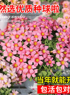 酢浆草种球黄色多色重瓣炸浆草四季花卉包开花多年生盆栽好养活