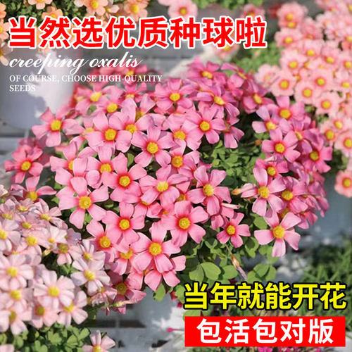 酢浆草种球黄色多色重瓣炸浆草四季花卉包开花多年生盆栽好养活