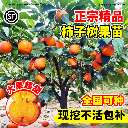 【爆款热销】正宗精品柿子树苗